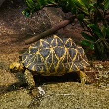 ULTRATHERM products are among the most commonly used heating systems for vivariums and terrariums. ULTRATHERM products are among the most commonly used heating systems for vivariums and terrariums.