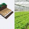 Použití topných kabelů ECOFLOOR® v půdě pro pěstování ovoce a zeleniny ve sklenících. Použití topných kabelů ECOFLOOR® v půdě pro pěstování ovoce a zeleniny ve sklenících.